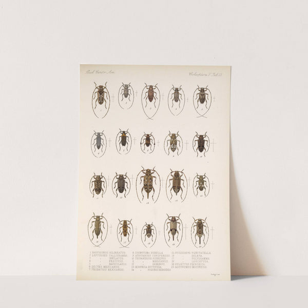 Insecta Coleoptera Pl 219 by Frederick DuCane Godman