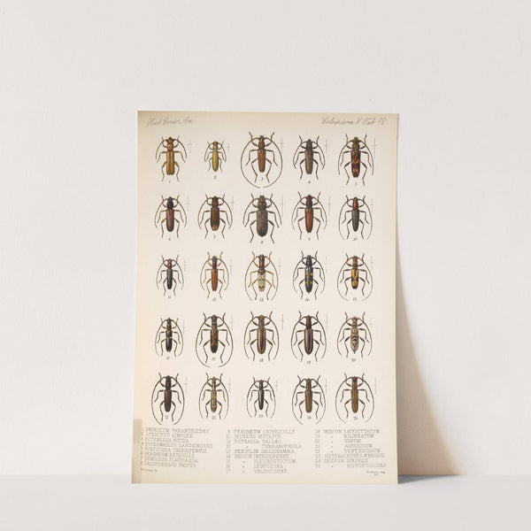 Insecta Coleoptera Pl 224 by Frederick DuCane Godman