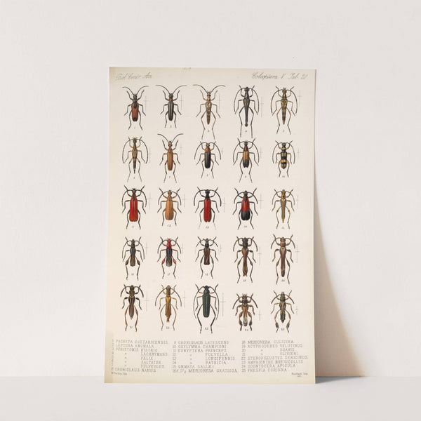Insecta Coleoptera Pl 226 by Frederick DuCane Godman