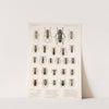 Insecta Coleoptera Pl 228 by Frederick DuCane Godman