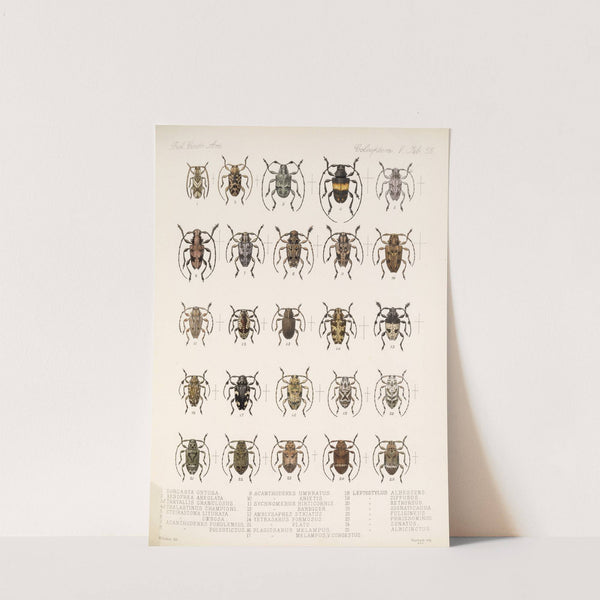 Insecta Coleoptera Pl 229 by Frederick DuCane Godman