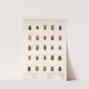 Insecta Coleoptera Pl 235 by Frederick DuCane Godman