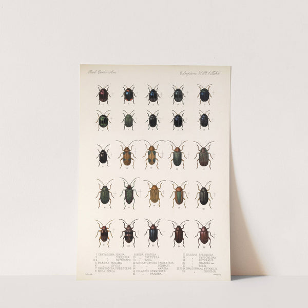 Insecta Coleoptera Pl 238 by Frederick DuCane Godman