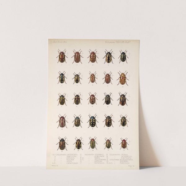 Insecta Coleoptera Pl 243 by Frederick DuCane Godman