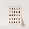 Insecta Coleoptera Pl 245 by Frederick DuCane Godman