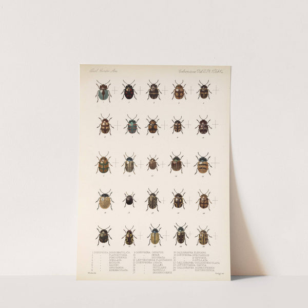 Insecta Coleoptera Pl 246 by Frederick DuCane Godman