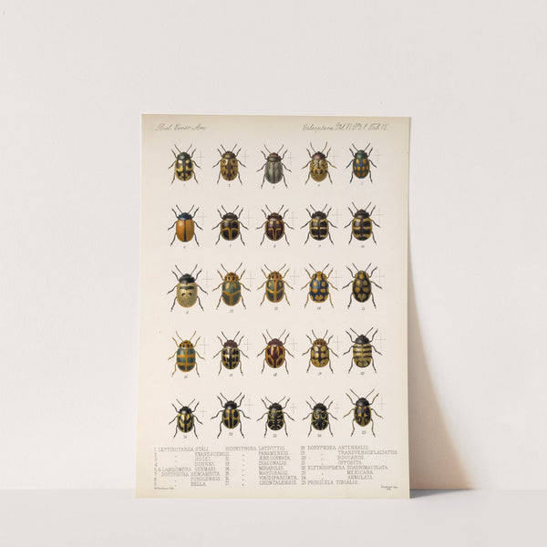 Insecta Coleoptera Pl 247 by Frederick DuCane Godman