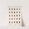 Insecta Coleoptera Pl 248 by Frederick DuCane Godman