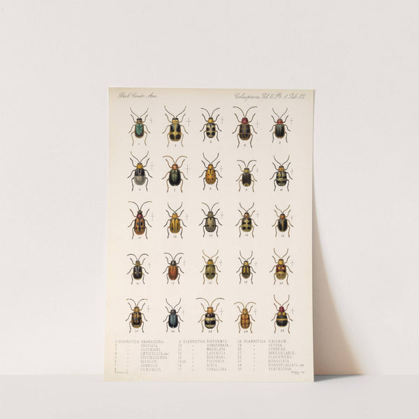 Insecta Coleoptera Pl 264 by Frederick DuCane Godman