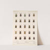 Insecta Coleoptera Pl 268 by Frederick DuCane Godman