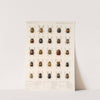 Insecta Coleoptera Pl 270 by Frederick DuCane Godman