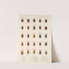 Insecta Coleoptera Pl 272 by Frederick DuCane Godman