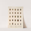 Insecta Coleoptera Pl 273 by Frederick DuCane Godman