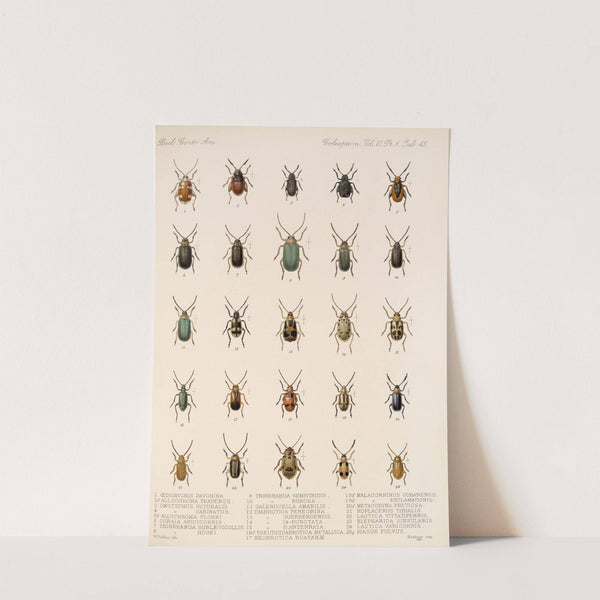 Insecta Coleoptera Pl 275 by Frederick DuCane Godman