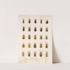 Insecta Coleoptera Pl 277 by Frederick DuCane Godman