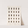 Insecta Coleoptera Pl 290 by Frederick DuCane Godman