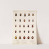 Insecta Coleoptera Pl 292 by Frederick DuCane Godman