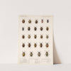 Insecta Coleoptera Pl 293 by Frederick DuCane Godman