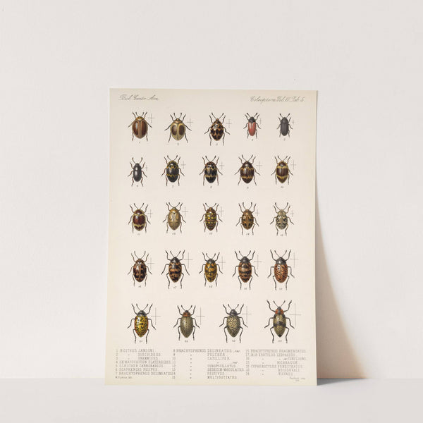 Insecta Coleoptera Pl 293 by Frederick DuCane Godman