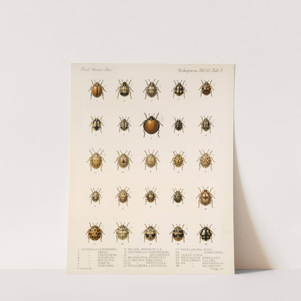 Insecta Coleoptera Pl 297 by Frederick DuCane Godman