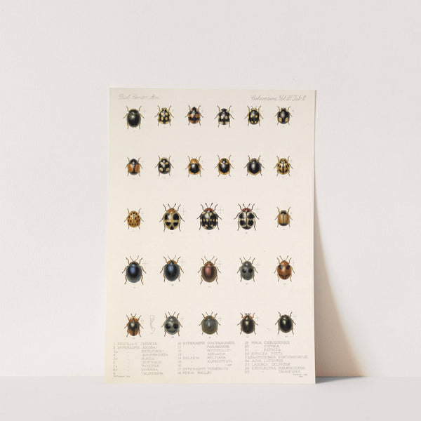 Insecta Coleoptera Pl 299 by Frederick DuCane Godman