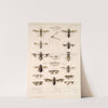 Insecta Diptera Pl 03 by Frederick DuCane Godman
