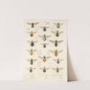 Insecta Diptera Pl 09 by Frederick DuCane Godman