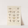 Insecta Diptera Pl 14 by Frederick DuCane Godman