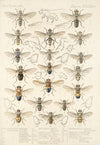 Insecta Diptera Pl 15