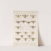 Insecta Hymenoptera Pl 01 by Frederick DuCane Godman