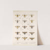 Insecta Hymenoptera Pl 02 by Frederick DuCane Godman