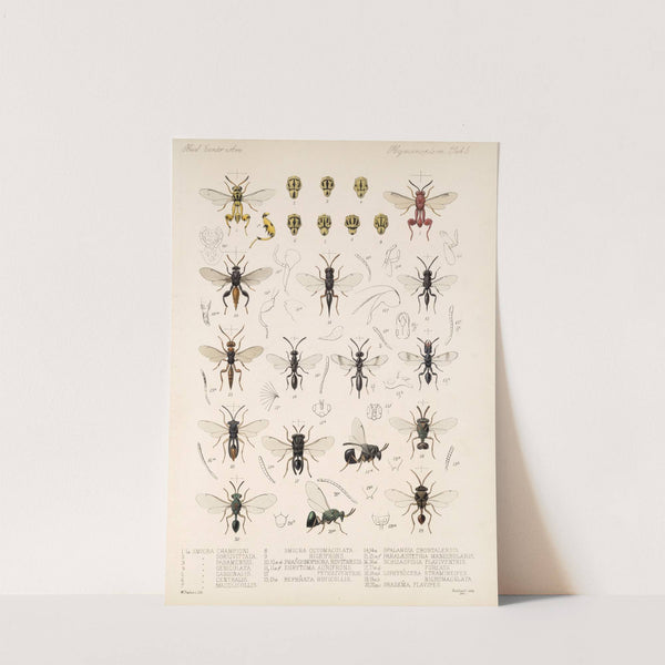 Insecta Hymenoptera Pl 05 by Frederick DuCane Godman