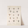 Insecta Hymenoptera Pl 06 by Frederick DuCane Godman