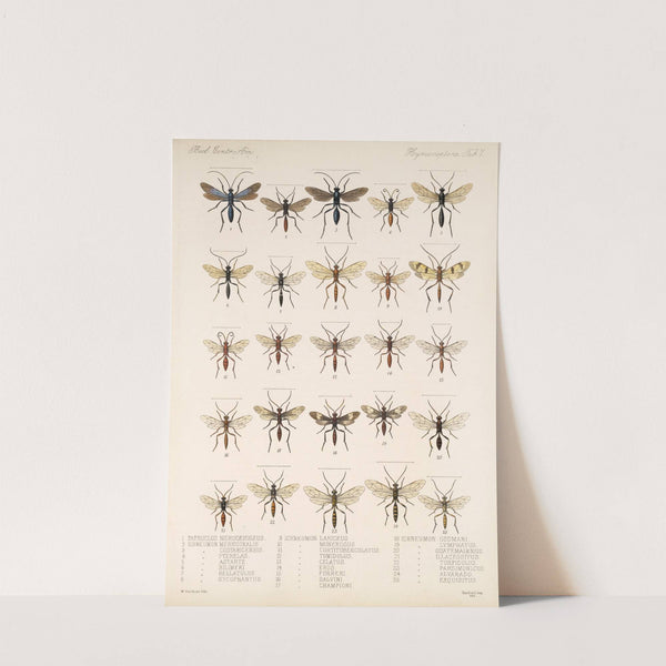 Insecta Hymenoptera Pl 07 by Frederick DuCane Godman