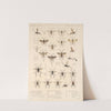 Insecta Hymenoptera Pl 17 by Frederick DuCane Godman