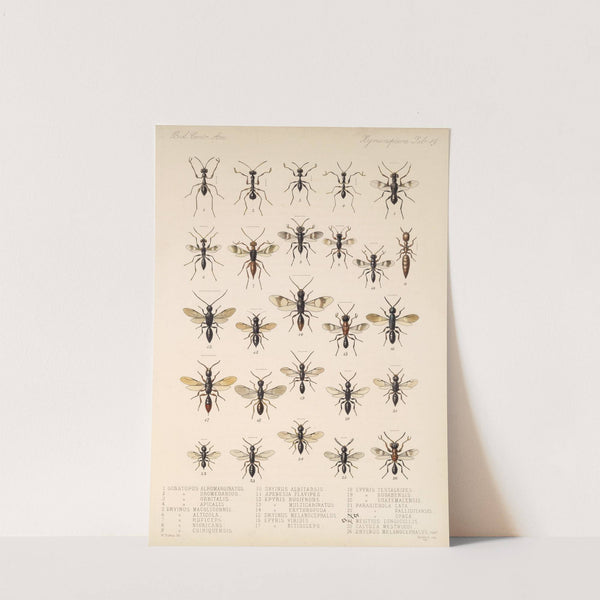 Insecta Hymenoptera Pl 19 by Frederick DuCane Godman