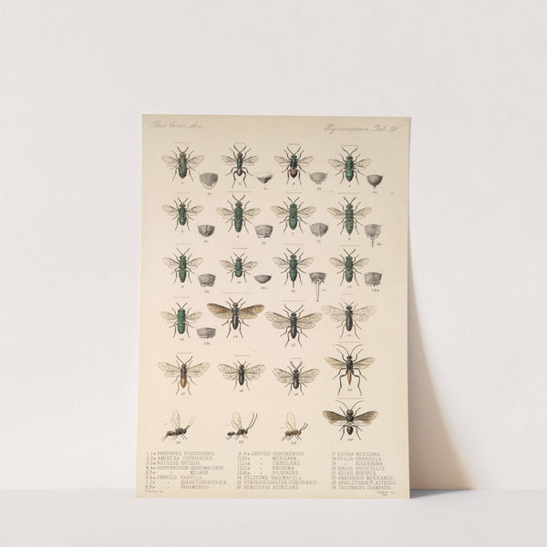 Insecta Hymenoptera Pl 20 by Frederick DuCane Godman