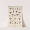 Insecta Hymenoptera Pl 22 by Frederick DuCane Godman