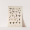 Insecta Hymenoptera Pl 24 by Frederick DuCane Godman