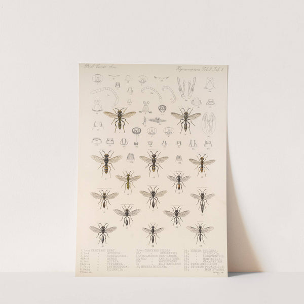 Insecta Hymenoptera Pl 28 by Frederick DuCane Godman