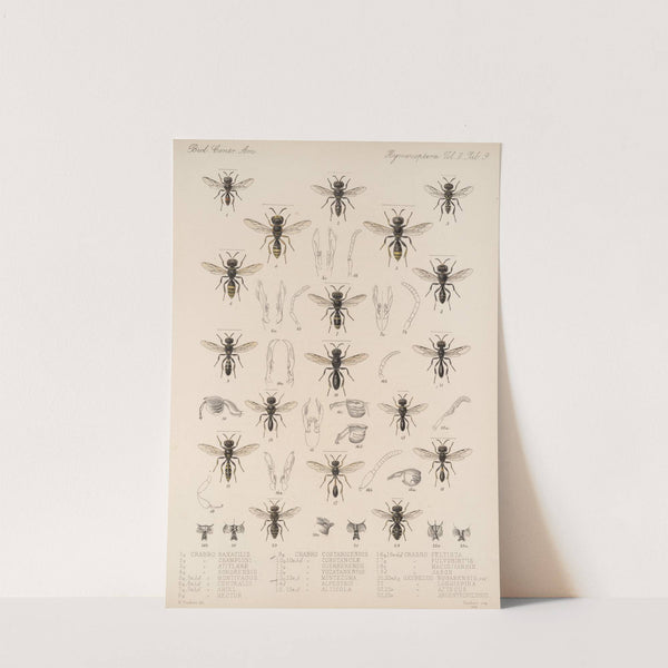 Insecta Hymenoptera Pl 29 by Frederick DuCane Godman