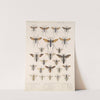 Insecta Hymenoptera Pl 32 by Frederick DuCane Godman