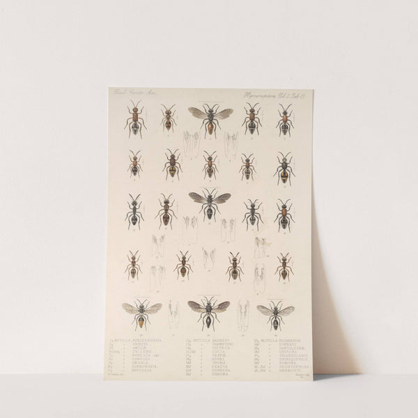 Insecta Hymenoptera Pl 33 by Frederick DuCane Godman