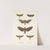 Insecta Lepidoptera-Heterocera Pl 002 by Frederick DuCane Godman