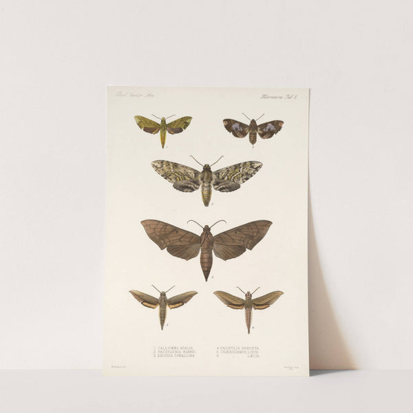 Insecta Lepidoptera-Heterocera Pl 002 by Frederick DuCane Godman