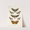 Insecta Lepidoptera-Heterocera Pl 003 by Frederick DuCane Godman