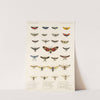 Insecta Lepidoptera-Heterocera Pl 006 by Frederick DuCane Godman