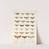 Insecta Lepidoptera-Heterocera Pl 009 by Frederick DuCane Godman