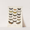 Insecta Lepidoptera-Heterocera Pl 011 by Frederick DuCane Godman
