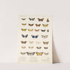 Insecta Lepidoptera-Heterocera Pl 014 by Frederick DuCane Godman